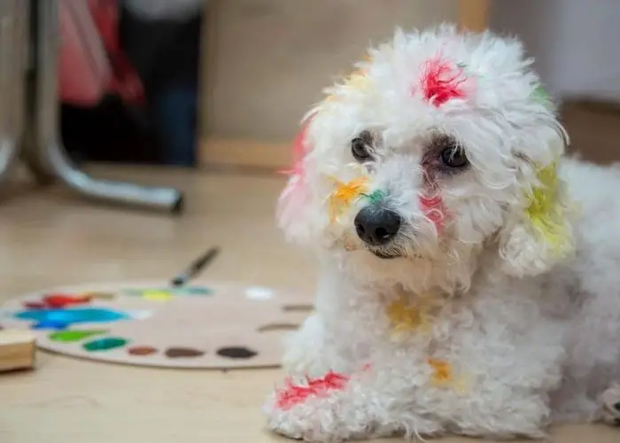 Is Acrylic Paint Toxic to Dogs