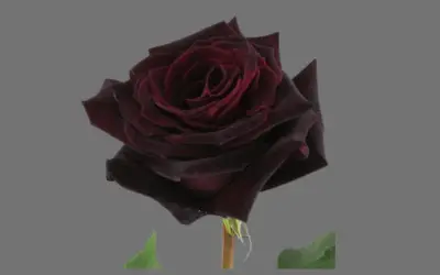 Image of burgundy rose